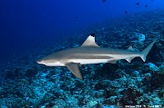 Carcharhinus melanopterus Requin pointe noire-Maldives Dhidhoo beyru-13m-20240425-da-DSC_6903_tn